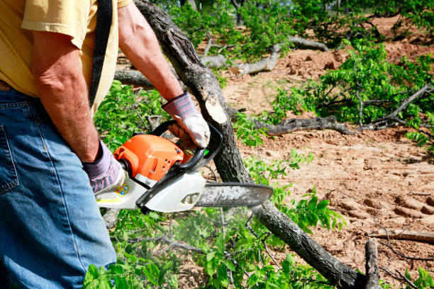 Residential Tree Removal in Mccook, NE